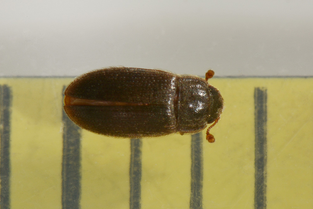Biphyllidae anche lui?  S !  Biphyllus frater